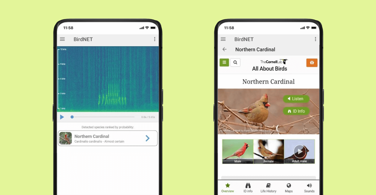 Определитель птиц по&nbsp;пению BirdNet