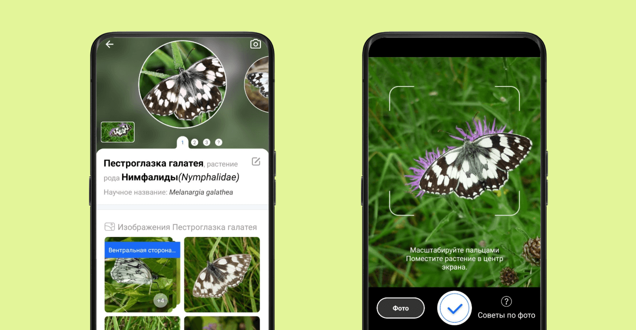 Определитель насекомых по&nbsp;фото Picture&nbsp;Insect