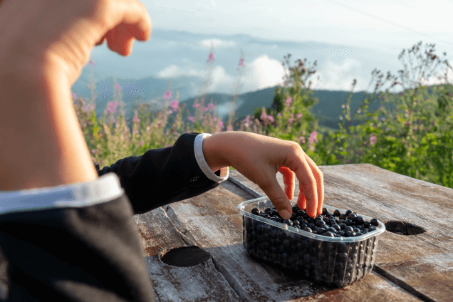 Объесться черникой в тверских лесах