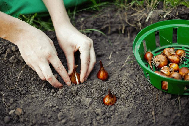 Осенние посадки и уход за растениями
