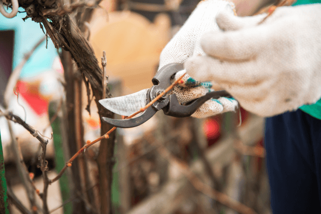 Когда именно нужно делать осеннюю обрезку деревьев