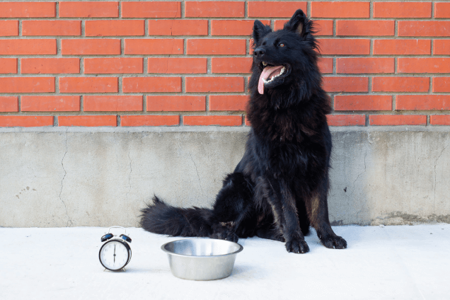 Будильник или таймер