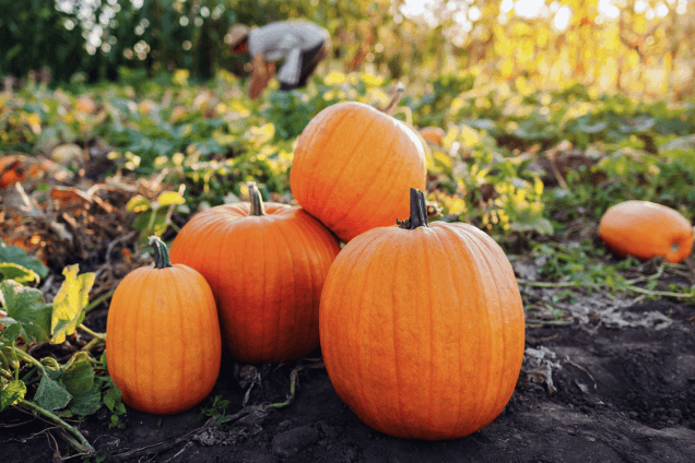 Как улучшить огород