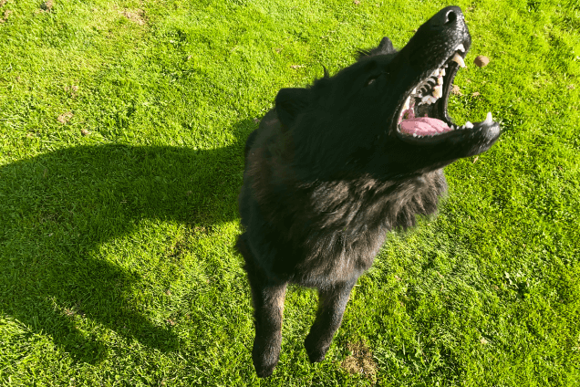 Мясорубка… или измельчитель пищевых отходов?