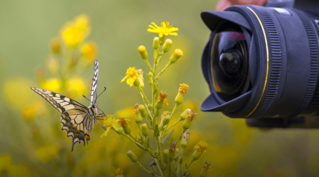 Как правильно снимать макро