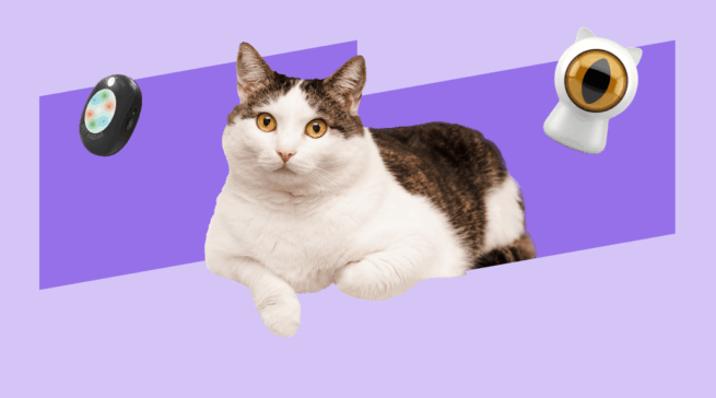 Кошкин дом: гаджеты для котов и хозяев