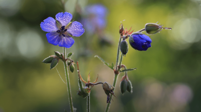 Как снимать с размытым фоном на смартфон и фотоаппарат