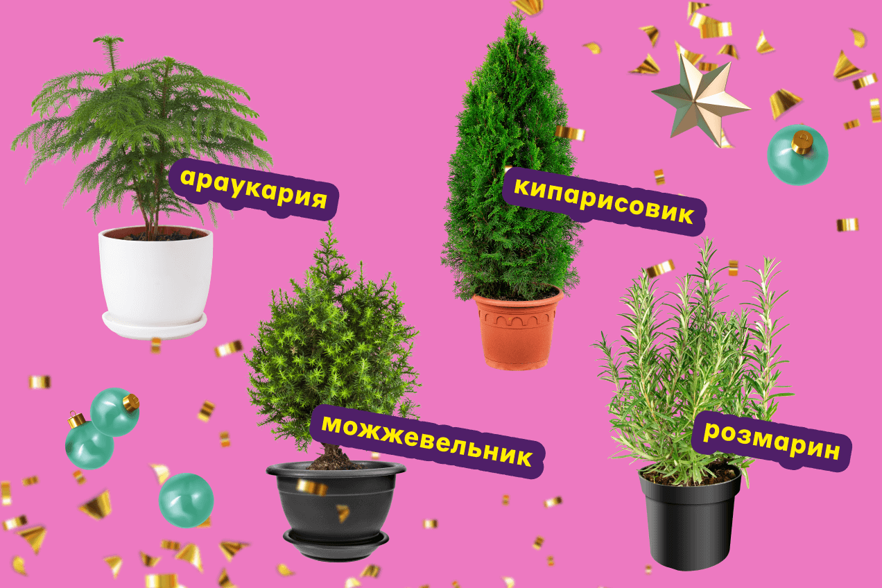 Растения-аналоги праздничной ели