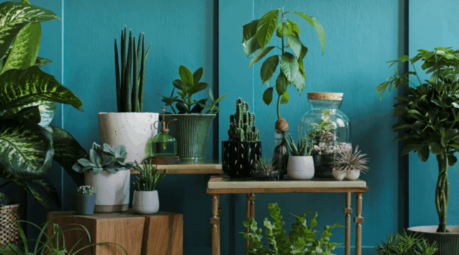 Снижаем стресс с помощью домашних тропиков: три условия идеальной жизни с растениями