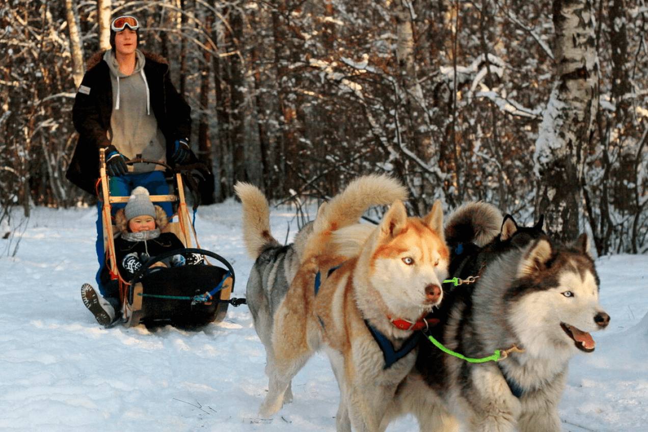 1. Покататься на собачьих упряжках