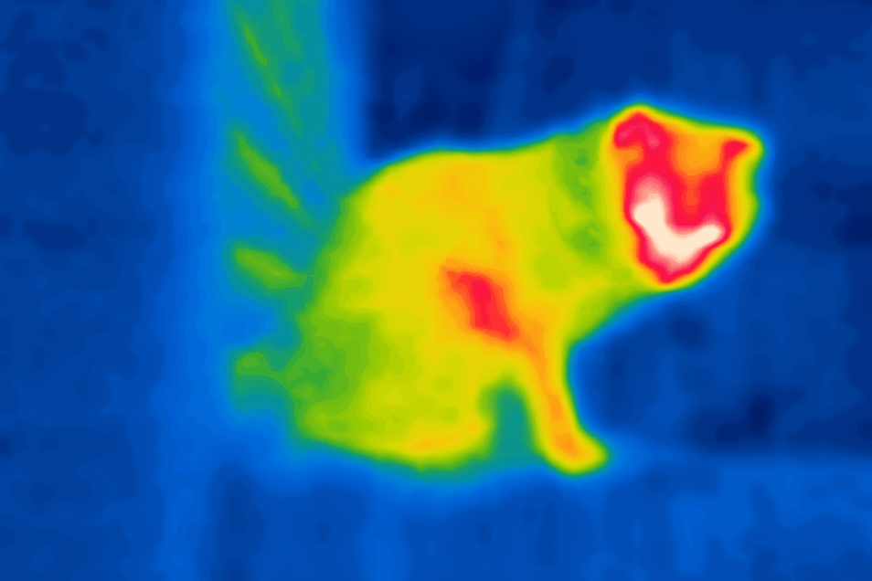 На природе: играем в страйкбол и ищем пропавших животных