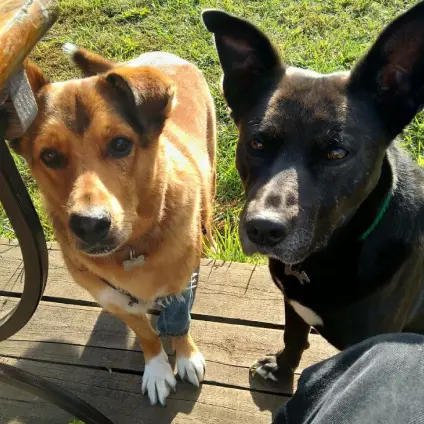 Джонни и Эдвард,